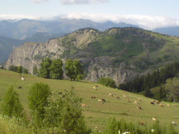 Turmanize