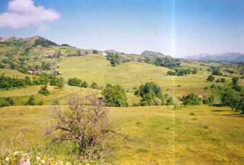 saylıca
