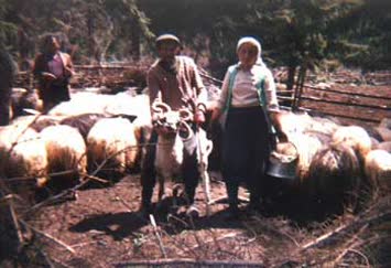 Yayla