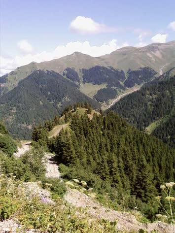 yayla yolu(y. süles)