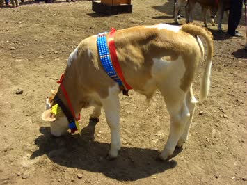 2007 Yılı Festivalinden Danaların Seçimi