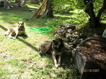 SEVGİYE YAZICI’NIN KÖPEKLERİ