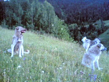 bizim köpekler