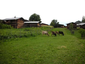 Cinal