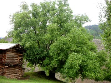 Cinal