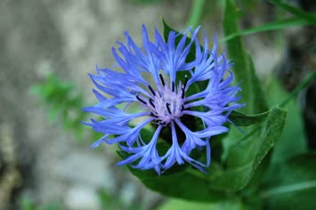 memleketimden çiçekler 2007 4