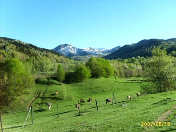 şimşilavur