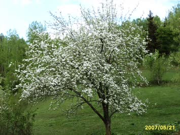 köyde bahar