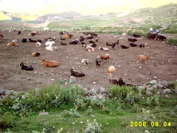 öküz ağılı
