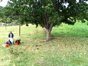 armut dökerken