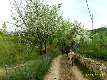 mahalle