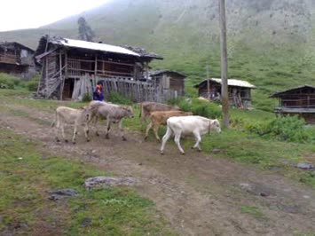 Karavat