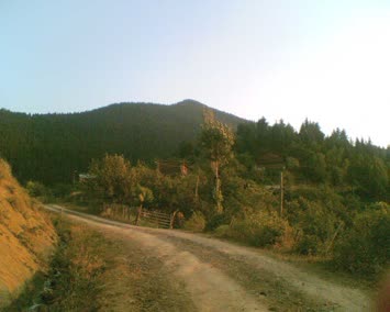 camiden meşeye bakış