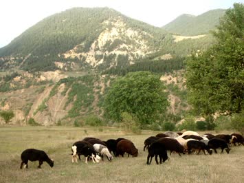 Savaş Köyü