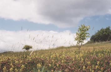renk cümbüşü-3