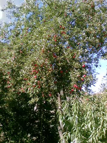 elma senesi