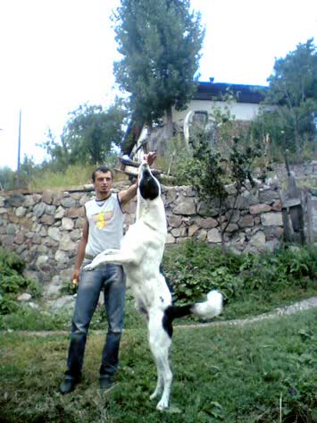 A.Koyunlu