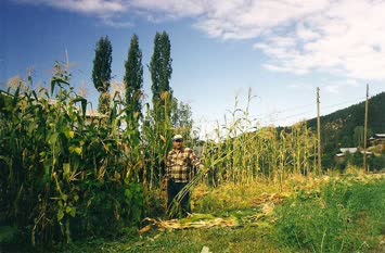 Lazut Kesarken