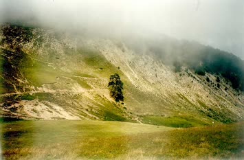 Meşhur Doruk.