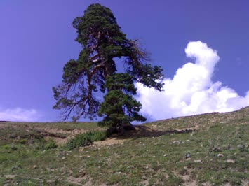 ARSİYANDA EMEKTAR ÇAM.