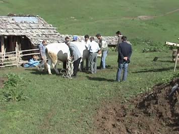 sakonniyetde öküz çakma zamanı
