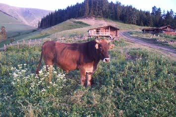 heyyy..bu yayla bendn sorulur...