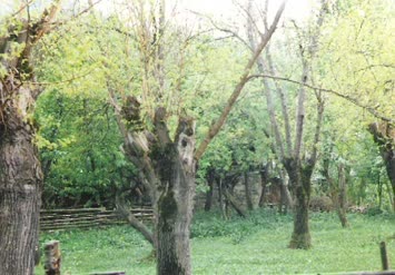 DUTLUK,YENİ FİLİZLİYOR-Nihat KAYA-03.01.2008