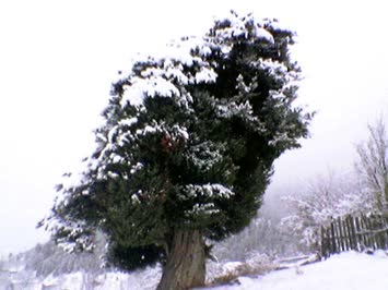 Sayfettin Özışık