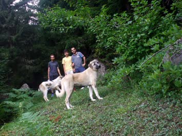 sırtlara duğru