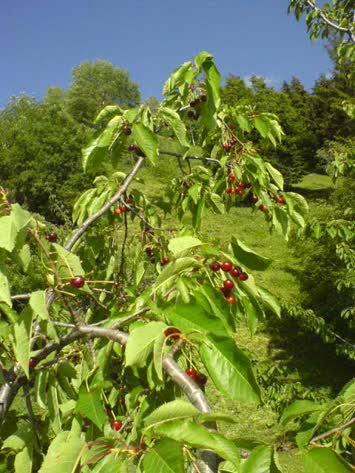 A.koyunlu