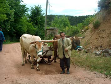 SARFİN AYMELEK