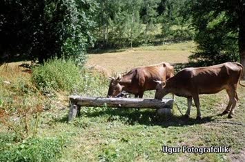 BARCUKETTE HAYVANLAR SU İÇERKEN
