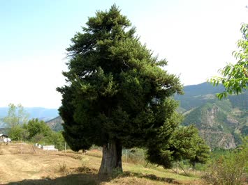 Zendeba