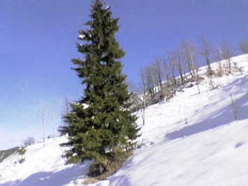 buda başka bi güzellik(köknarağacı)