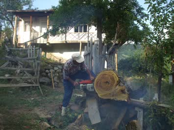 Cengiz emi dut ağacını keserken...