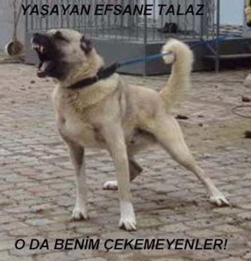 KARABAŞ