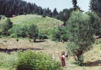 Çayır yığma zamanı