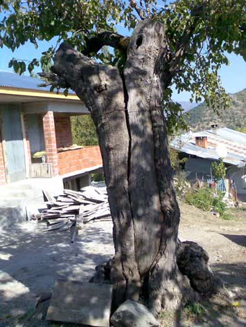 zendabanın en yaşli ağacı