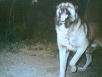 CAN DOSTUM