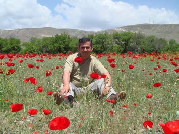 gelincik tarlası  yetişkan