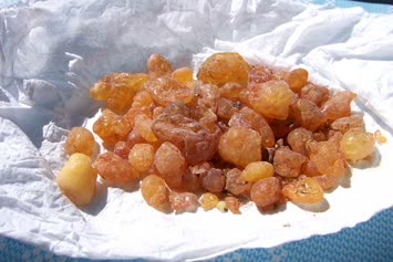 Çam Sakızı