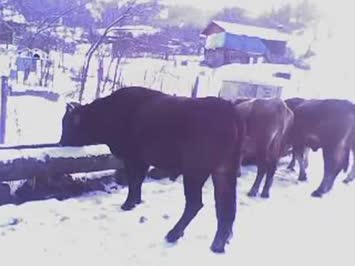 mallar su içiyer kurunda kşın