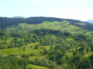 Şavşat-Çamlıca yaylası