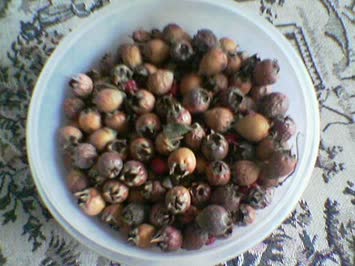 muşmula