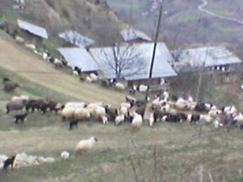 koyun  sürüsü
