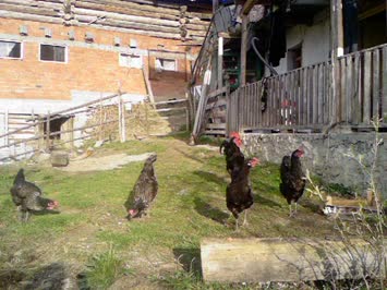 Zendeba