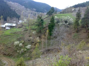 Ankliya