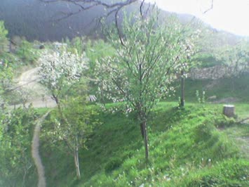 caminin bahçesi.1