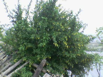 sarılık ağacı (sarılık hastalığına iyi gelir)