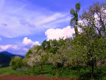 A.Koyunlu